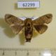 62299p Limacodidae Rhypteira sordida Uganda $6