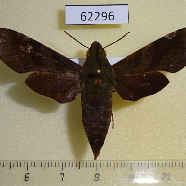 Sphingidae Temnora fumosa f Uganda