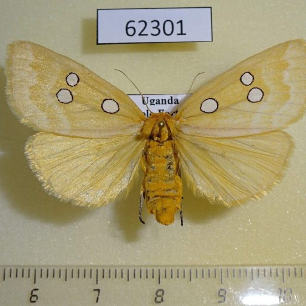 Noctuidae Rhanidophora cinctigutta f Uganda
