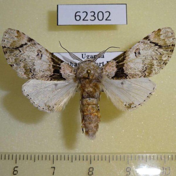 Noctuidae Thiacidas senex Uganda