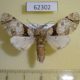 62302p Noctuidae Thiacidas senex Uganda $8