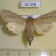 62306p Noctuidae Nonagria typhae f Krasnoyarsk reg. $5
