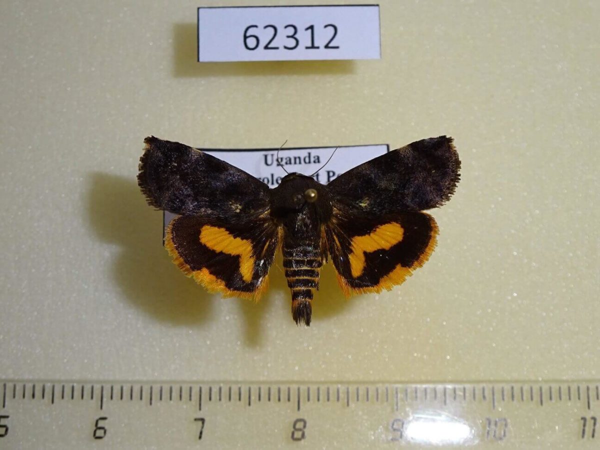 Alikarkar Insect Hyblaeidae Hyblaea sp. occidentalium Uganda - Fareastinsects