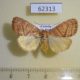 62313p Noctuidae Cosmia natalensis f Uganda $15