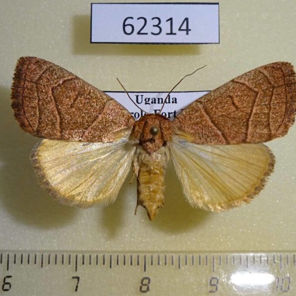 Noctuidae Cosmia natalensis f Uganda