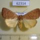 62314p Noctuidae Cosmia natalensis f Uganda $15