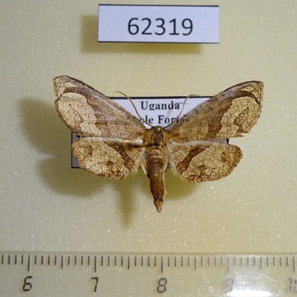 Thyrididae Kuja obliquifascia Uganda