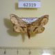 62319p Thyrididae Kuja obliquifascia Uganda $8
