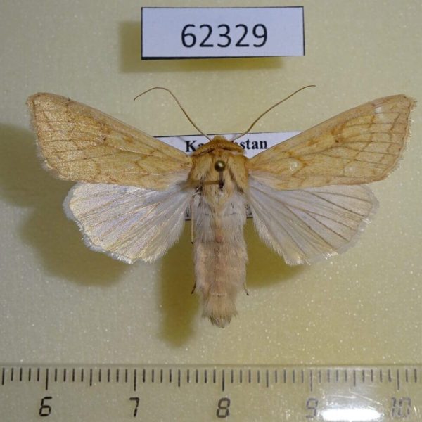 Noctuidae Mythimna vitellina Kazakhstan