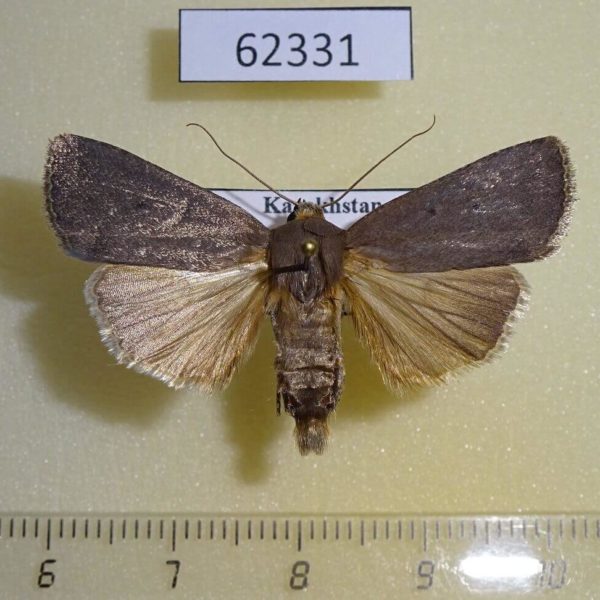 Noctuidae Amphipyra tragopoginis turcomana Kazakhstan