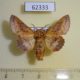 62333p Lasiocampidae Phyllodesma tremulifolium gemela Kazakhstan $10