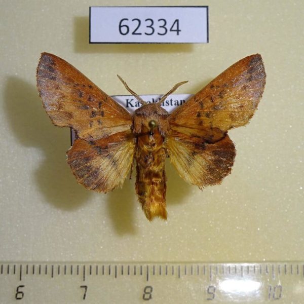 Lasiocampidae Phyllodesma tremulifolium gemela Kazakhstan