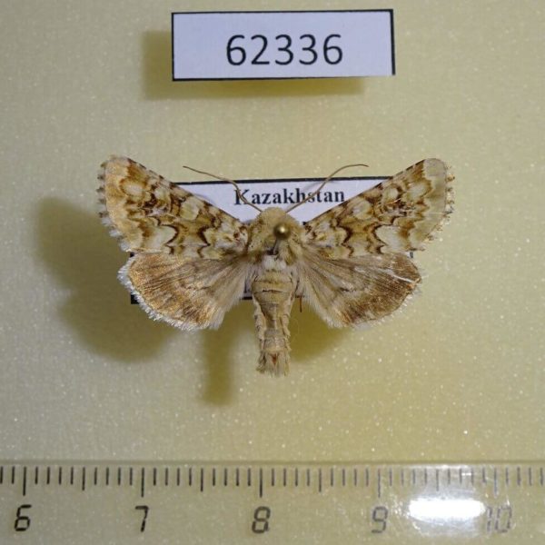Noctuidae Hadena irregularis Kazakhstan
