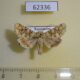 62336p Noctuidae Hadena irregularis Kazakhstan $7