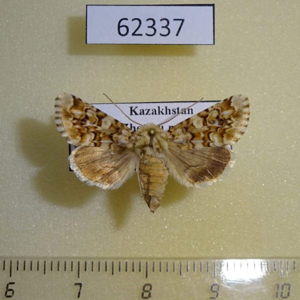 Noctuidae Hadena irregularis f Kazakhstan