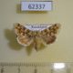 62337p Noctuidae Hadena irregularis f Kazakhstan $10