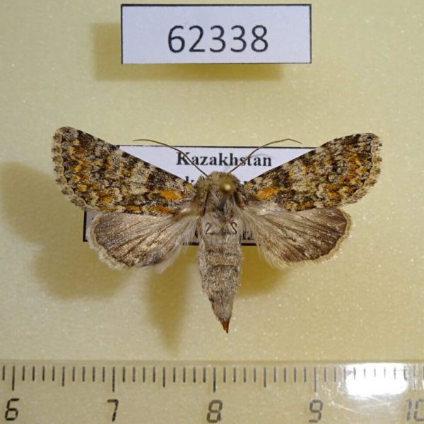 Noctuidae Hadena karagaia f Kazakhstan