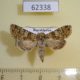 62338p Noctuidae Hadena karagaia f Kazakhstan $10