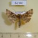 62340p Noctuidae Euchalcia herrichi Kazakhstan $9