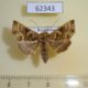 62343p Noctuidae Euchalcia herrichi f Kazakhstan $15