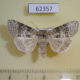 62357p Thyatiridae Tethea ocularis Kazakhstan $8