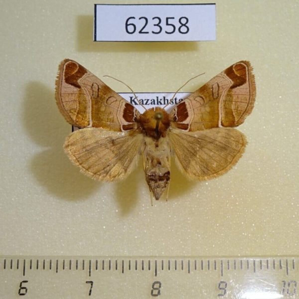 Noctuidae Plusidia cheiranthi f Kazakhstan
