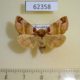 62358p Noctuidae Plusidia cheiranthi f Kazakhstan $10
