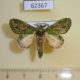62367p Notodontiidae Desmeocraera strigata Uganda $6