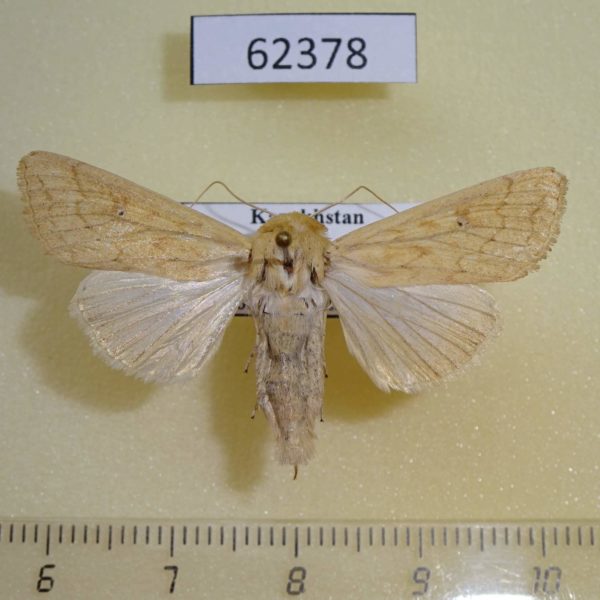 Noctuidae Mythimna vitellina Kazakhstan
