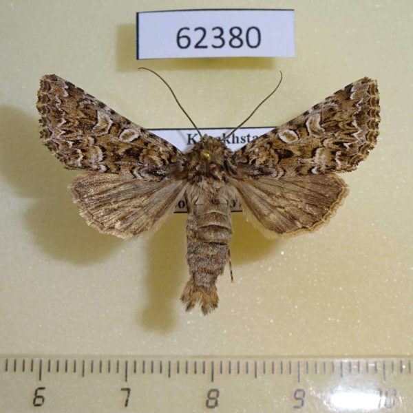 Noctuidae Hadena strouhali Kazakhstan