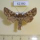 62380p Noctuidae Hadena strouhali Kazakhstan $8