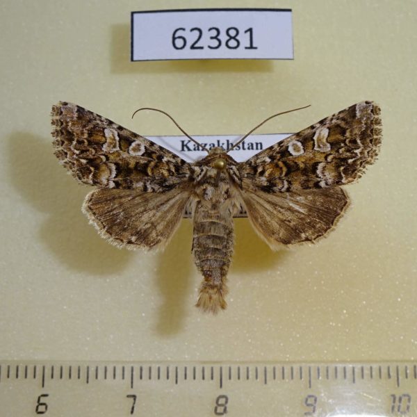 Noctuidae Hadena strouhali Kazakhstan
