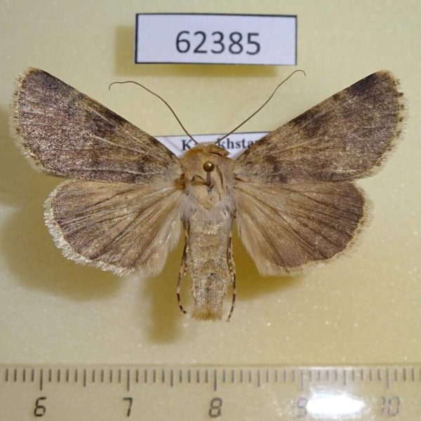 Noctuidae Dichagyris umbrifera Kazakhstan