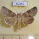 62385p Noctuidae Dichagyris umbrifera Kazakhstan $12