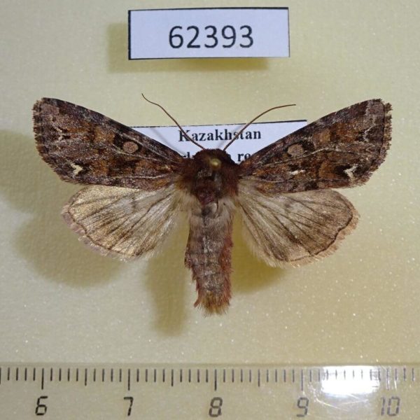 Noctuidae Ceramica pisi Kazakhstan