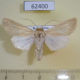 62400p Noctuidae Dichagyris elbursica Kazakhstan $7