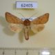 62405p Noctuidae Sideridis lampra Kazakhstan $7