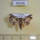 62418p Noctuidae Eutelia malanga Uganda $6