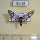 62419p Arctiidae Agaphthora semihyalina Uganda $12