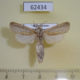 62434p Cossidae Phragmataecia castaneae Kazakhstan $8