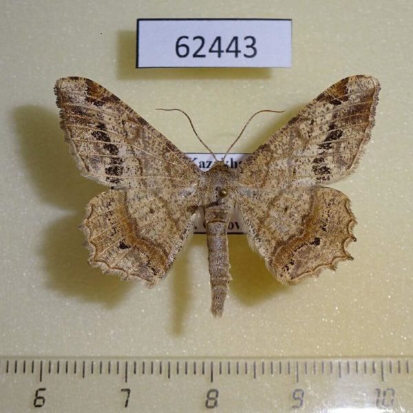 Geometridae Macaria sp. Kazakhstan