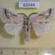 62444p Lymantridae Dicallomera nivalis Kazakhstan $13