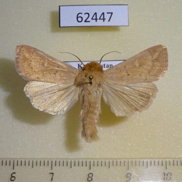 Noctuidae Mythimna ferrago Kazakhstan