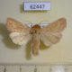 62447p Noctuidae Mythimna ferrago Kazakhstan $5