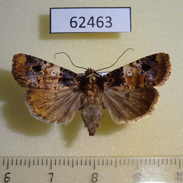 Noctuidae Hampsonodes confisa f Costa Rica