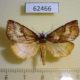 62466p Crambidae Lancia sp. Costa Rica $7