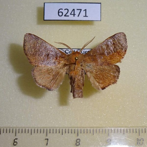 Limacodidae Natada michorta Costa Rica