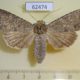62474p Noctuidae Polia serratilinea spallax f Kazakhstan $9