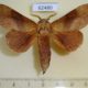 62480p Lasiocampidae Prorifrons rufescens Costa Rica $10