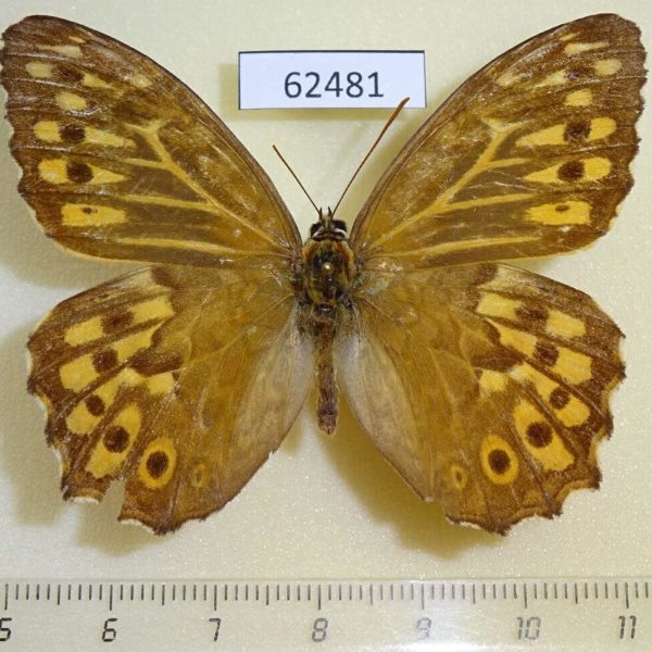 Satyridae Neope goschkevitschii Japan